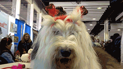 dog GIF by Westminster Kennel Club