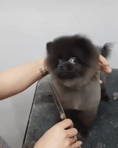 Puppy Dancing GIF by JustViral