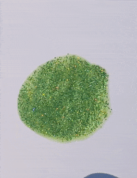 GIF by Enova Cosmetics