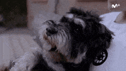 cero scott y mila GIF by Movistar+