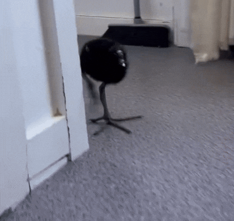 Charcoal Steppa GIF