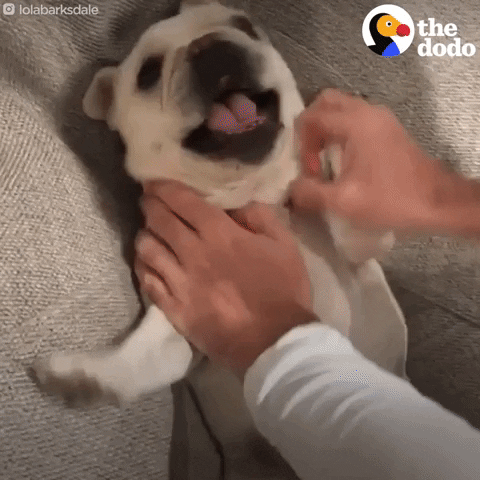 Dog GIF by The Dodo