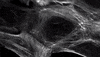 uviccampuslife zoom in microscope cells uvic GIF