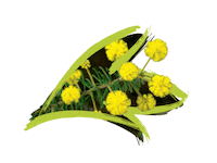 Endangered Species Australia Sticker by NSW Department of Planning, Industry and Environment