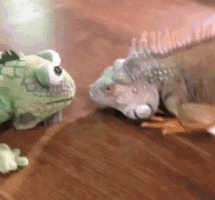 animals vs wildlife iguana foe GIF
