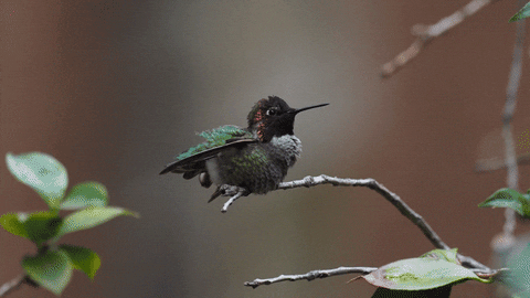Humming Bird bird GIF by University of California