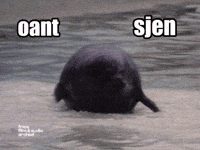 Seal GIF by Fries Film & Audio Archief