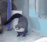 Dance Dancing GIF