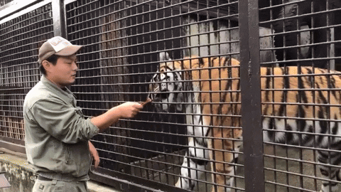 cuteanimalland giphyupload GIF