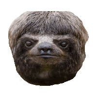 sloth GIF by imoji