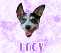 Dog Lucy GIF
