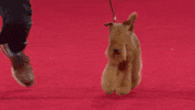 Happy Here We Go GIF by American Kennel Club