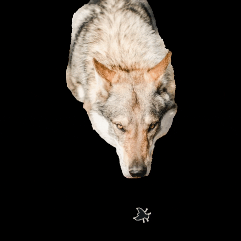 Romtat dog wolf волк wolfdog GIF