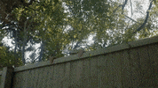 casanova GIF by Rayland Baxter