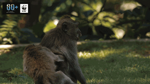 GIF by WWF España