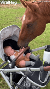 Baby Boy Meets Horse For The First Time GIF by ViralHog