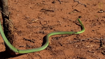 slither national geographic GIF by Nat Geo Wild