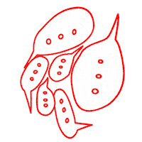 Atuxtu Sticker