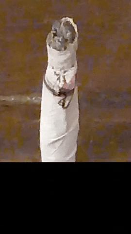 Simongip giphyupload GIF