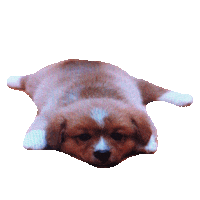 puppies STICKER by imoji