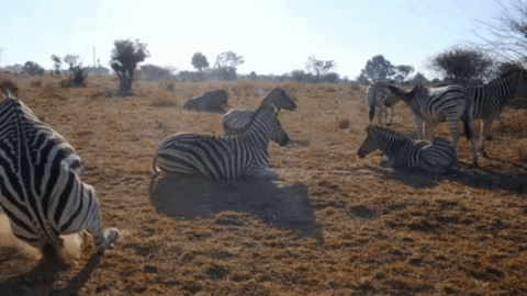 jenhong giphygifmaker travel africa safari GIF