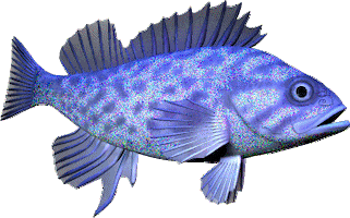 fish STICKER