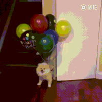 Birthday Fly GIF