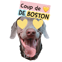 Pawsitivepetambassadeur Sticker by Pawsitive pet