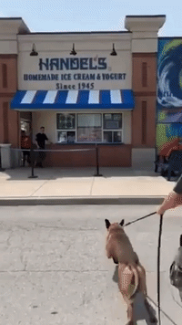 K9 Can't Wait to Cool Down With Ice Cream Cone