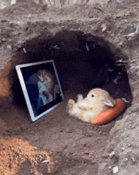 Bunny GIF