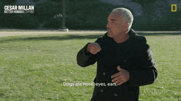 Dogwhisperer GIF by National Geographic Channel