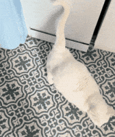 Rattlesnake Happytail GIF
