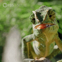 Wild Animals Tongue GIF by Nature on PBS