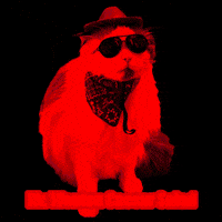 Ragdoll Cat GIF by Rega Marketing