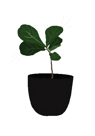 Fiddle Leaf Plant Sticker
