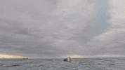 Olympics Discovery GIF by Shark Week