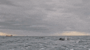Olympics Discovery GIF by Shark Week