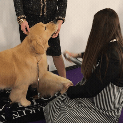 dog show dogs GIF by Westminster Kennel Club