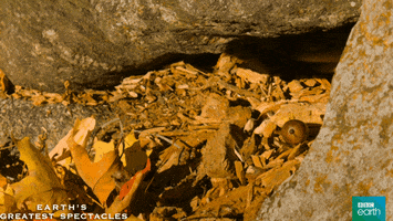 natural history run GIF by BBC Earth
