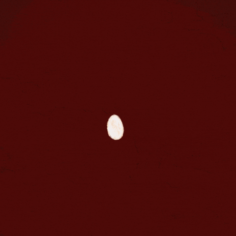 Barn Owl GIF