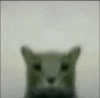 High Resolution Cat GIF