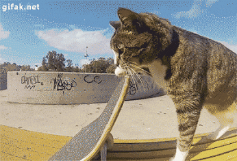 Skate Park Cat GIF
