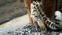 New Snow Leopard Cubs Captured on Camera