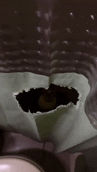 Cat GIF