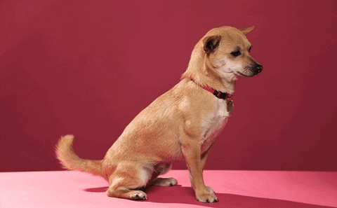 gifofdogs fist bump GIF by Rover.com