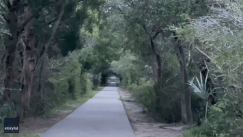 Man Encounters Alligator on Evening Walk in South Carolina