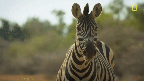 Nat Geo Zebra GIF by National Geographic Channel