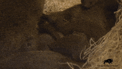 Family Love GIF by Brookfield Zoo
