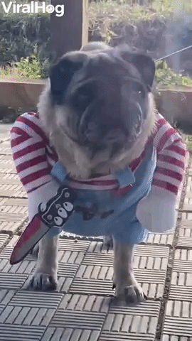 Pug in Spooky Costume Stares
