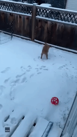 Alberta Puppy Overjoyed by Her First-Ever Snow